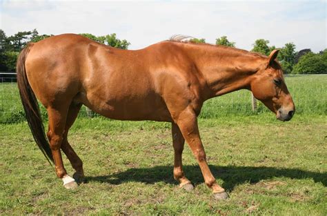 horses for sale near me under 2000
